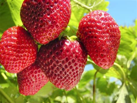 Ob geschmacklicher oder gartenbaulicher perspektive: 47 HQ Photos Erdbeeren Pflanzen Wann : Erdbeeren Pflanzen ...