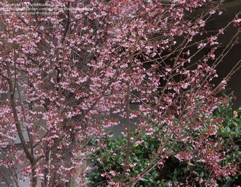 Plant Identification Pink Flowering Tree 1 By Hellomissmary