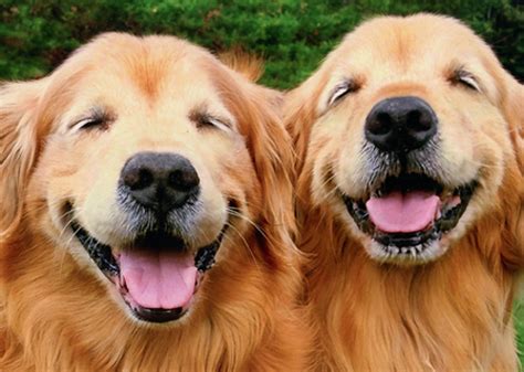 Two Smiling Golden Retrievers Funny Dog Birthday Card By