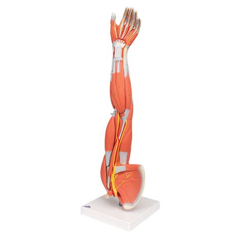 Anatomical Teaching Models Plastic Human Muscle Models Muscle Arm Model