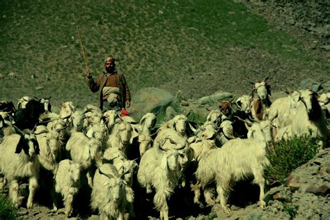 free images grass herd livestock sheep tibet shepherd goats india ladakh herder
