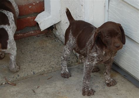 Before diving into shih tzu puppy names, there are some considerations you may want to note about the if you're still drawing a blank for naming your shih tzu, you should consider looking to your. GSP Puppies: Puppy #7 FEMALE