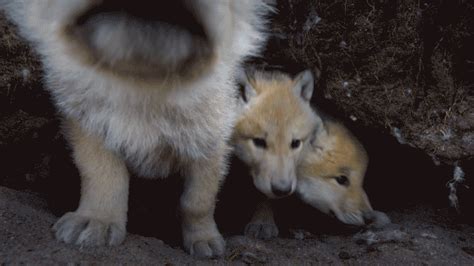 #wolf gif #white wolf gif #aroo #werewolfy. AKI GIFS: Gifs animados Lobo