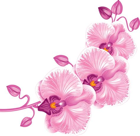 Best Purple Orchid Isolated On A White Background Vector Illustration