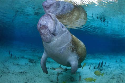 You May Know West Indian Manatees Are One Of The Most Adorable And