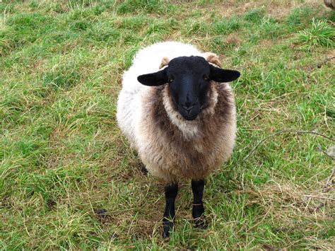 Gambar Kartun Kambing Dan Sapi | Bestkartun