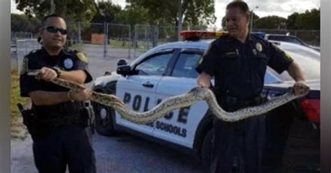 Florida Officers Capture 9 Foot Long Burmese Python Officer