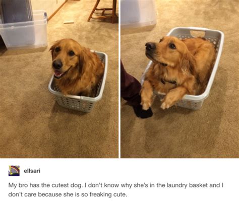 This Laundry Basket Cutie Literally Just 22 Nice Things That Will