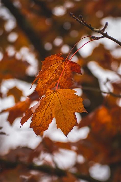 A Close Up Shot Of Brown Maple Leaves · Free Stock Photo