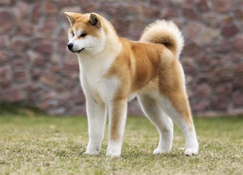 7 Best Dog Harnesses For Akitas In 2023