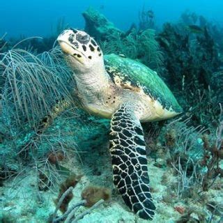 Hawksbill turtles are mainly carnivorous and use their narrow beaks to extract invertebrate prey from crevices on the reef. Hawksbill Sea Turtle Facts and Pictures
