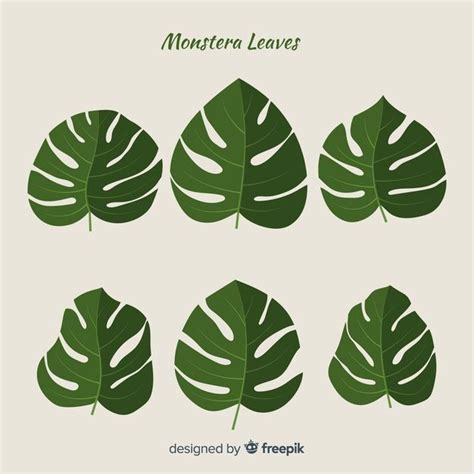 Download Hand Drawn Monstera Leaves Pack for free | Monstera leaf, Leaf drawing, Monstera ...