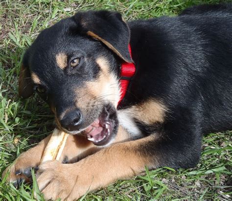 Doberman x australian shepherd mix. 323 best Interesting Mixed Breed Dogs images on Pinterest