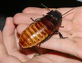 Images of The Largest Cockroach