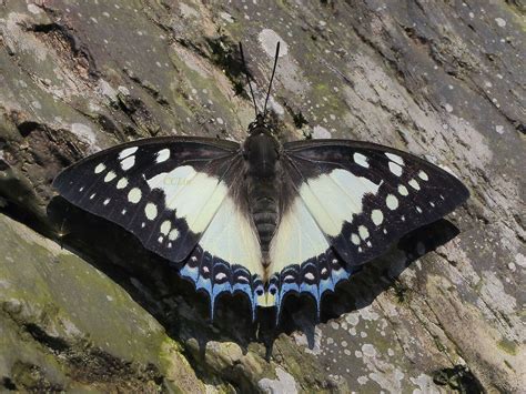 4i6a0057雙尾蝶展翅版 Great Nawabpolyura Eudamippus Formosana Butterfly