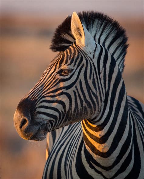 Glow Zebra Stallion Watching The Sunset The Last Orange Rays