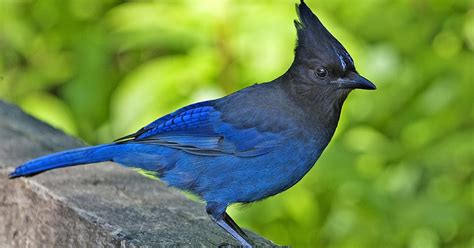 7 Other Jays In North America Fun Animals Wiki Videos Pictures Stories