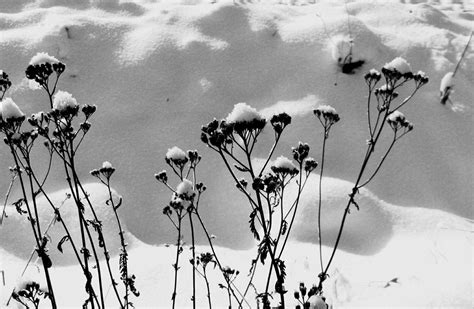 วอลเปเปอร์ สีขาว สวน ธรรมชาติ จอด หิมะ ฤดูหนาว การถ่ายภาพ สาขา