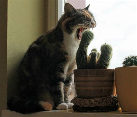 I Eat Cactus For Breakfest Cats N Kittens Cat Pictures Cute Kittens