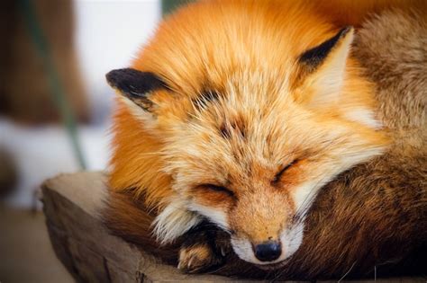 Cute Sleeping Red Fox In Winter Photo Premium Download