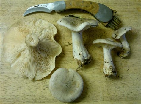 Clouded Agaric Identification Distribution Edibility Galloway