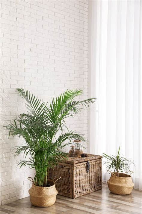 Beautiful Green Potted Plants In Room Interior Space For Text Stock