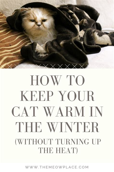 How To Keep Your Cat Warm In The Winter Without Turning Up The Heat