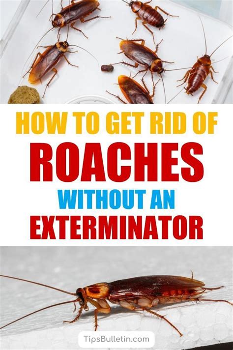 Super Simple Ways To Get Rid Of Roaches Without An Exterminator