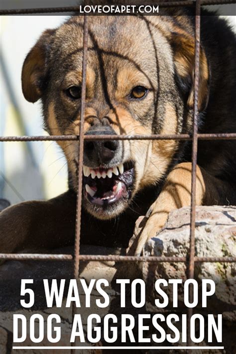 How To Stop Dog Aggression 5 Ways Love Of A Pet Aggressive Dog