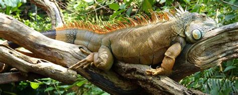 This leafy environment is home to insects, arachnids, birds and some mammals. Facts About Iguanas: Information, Pictures & Video