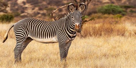 Why Do Zebras Have Stripes 6 Theories Explored And Rated ️