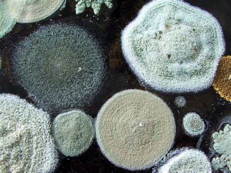 Most Common Types Of Household Mold