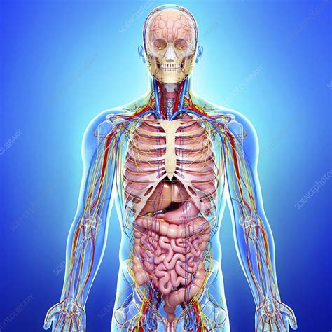 We know it can be difficult to learn the concepts of anatomy if you don't know what some anatomical terms mean. Human anatomy, artwork - Stock Image - F006/0385 - Science Photo Library