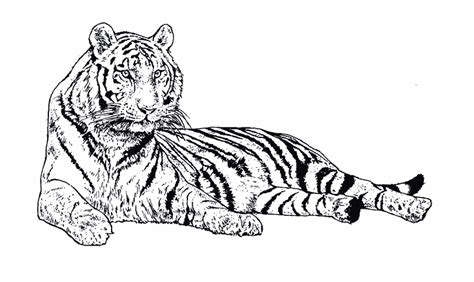 72 dessins de coloriage tigre à imprimer sur LaGuerche com Page 4