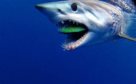 Shark Diver : Shark Diving : Swimming With Sharks: Coolest Shark Image