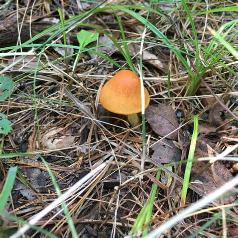 Ids From Michigan Mushroom Hunting And Identification