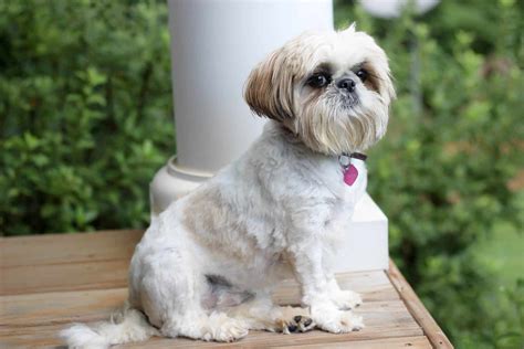 The Top 5 Shih Tzu Haircuts The Dog People By