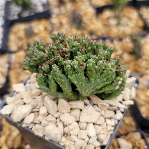 Euphorbia Enopla Coral Cactus Cacti Real Succulent Live Plant Etsy
