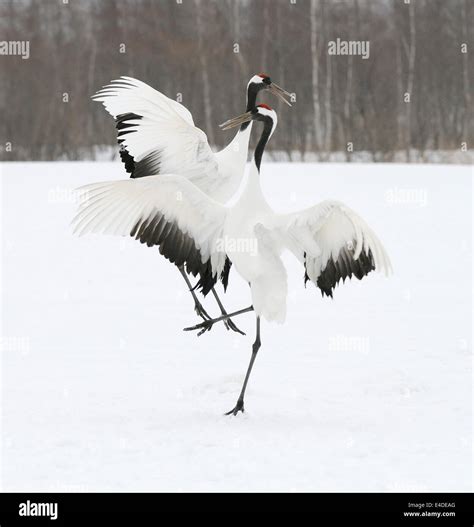 Dancing Japanese Aka Red Crowned Cranes On A Snowy Field Near Akan On
