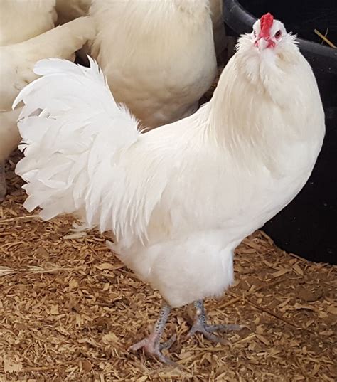 White Ameraucana Chickens For Sale Baby Chicks Cackle Hatchery®