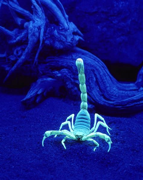 Why Did Scorpions Evolve To Glow Under Uv Light The Daily Mail Online