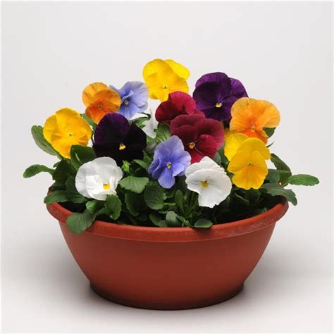 Matrix Clear Mixture Pansy