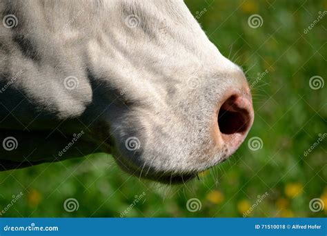 Close Up Cow On Meadow Stock Photo Image Of Land Milker 71510018