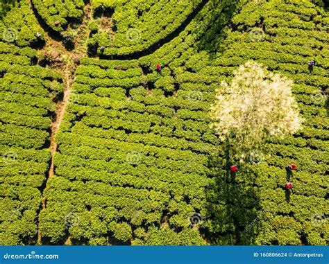 Tea Plantations In Munnar Kerala India Aerial View Drone Photo