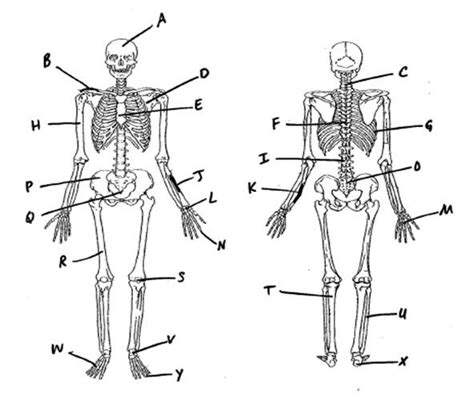 Skeleton Labeling Diagram Quizlet