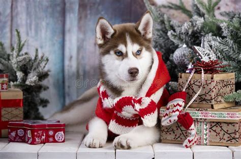 Siberian Husky Puppy Puppy Christmas Dog Stock Image Image Of