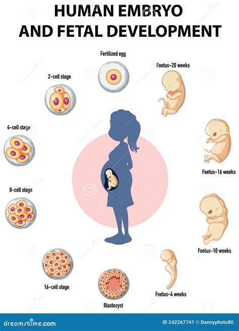 Human Embryonic Development In Human Infographic Stock Vector Illustration Of Infographic