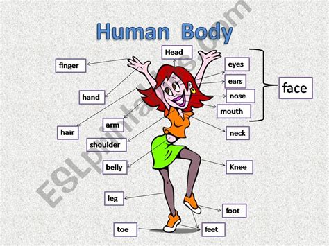 Esl English Powerpoints The Human Body