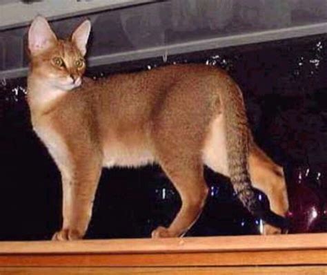 Chausie Cat Chausie Cat Hybrid Cat Cat Breeds