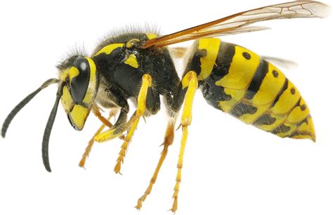 Wasp & Bee Pest Control Canberra, Canberra Pest Control ACT : Canberra Pest Control